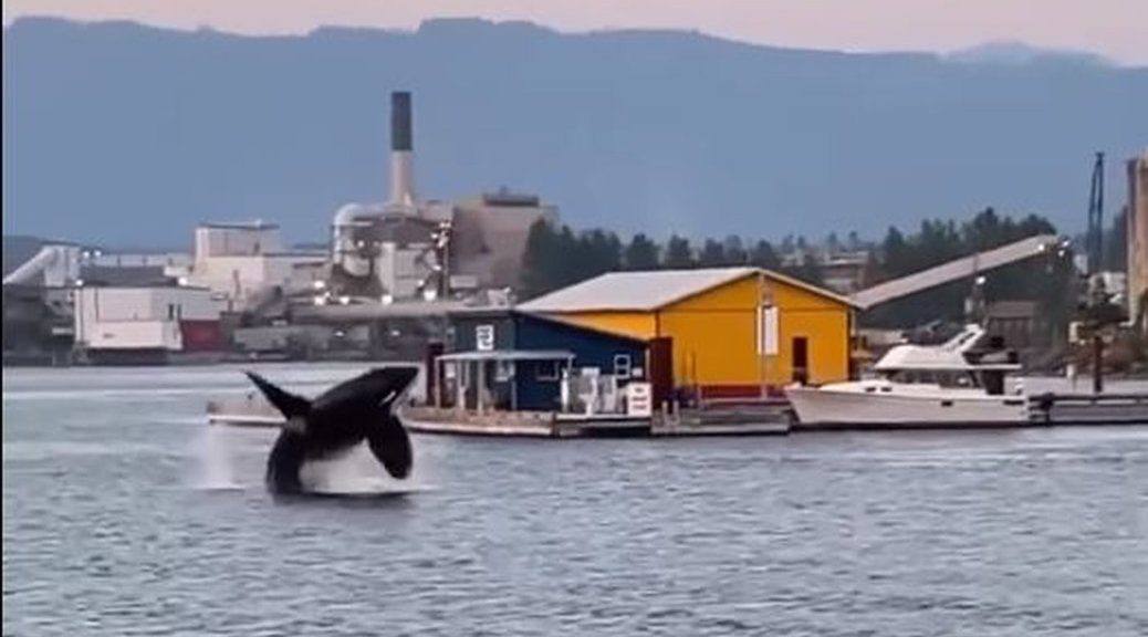 KIller whale breaching beside a dock area