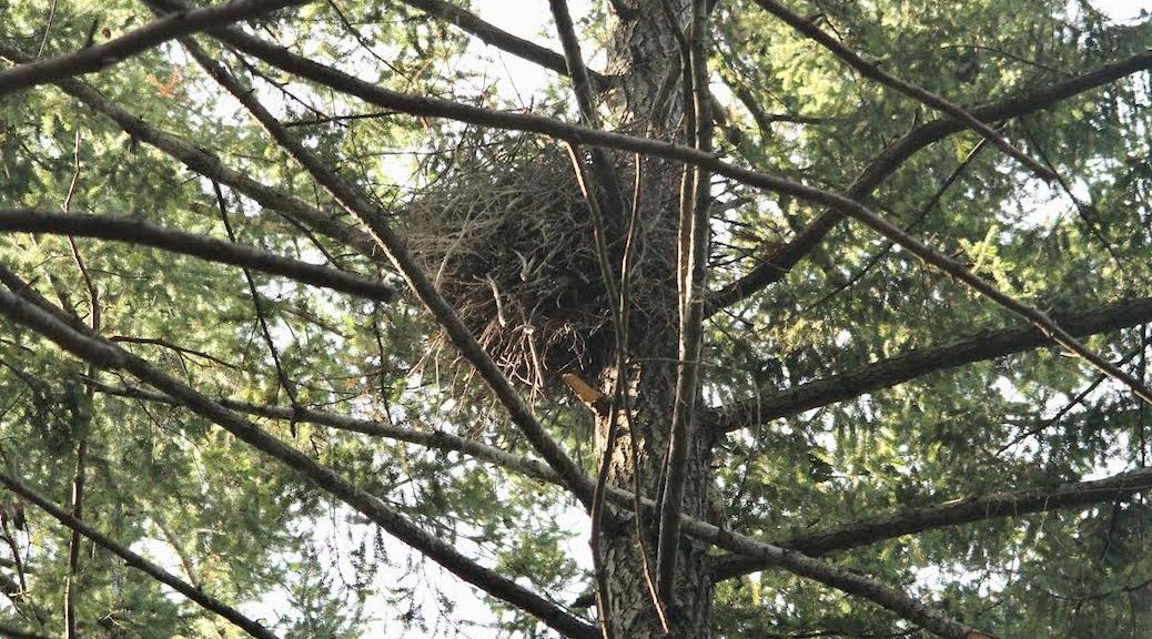 A birds nest perched high in a tree, under the canopy