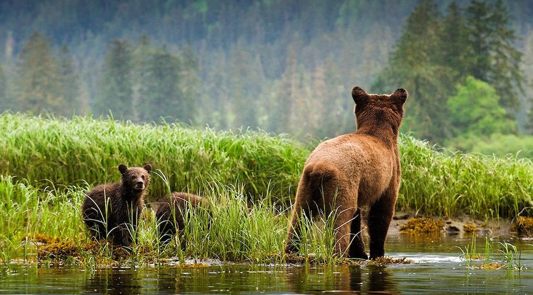 A mother bear and 2 cubs in the long grasses beside a river