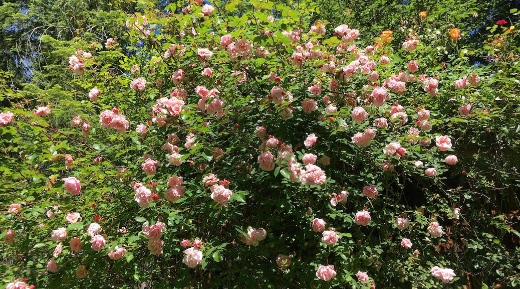 pink roses on a larage bush