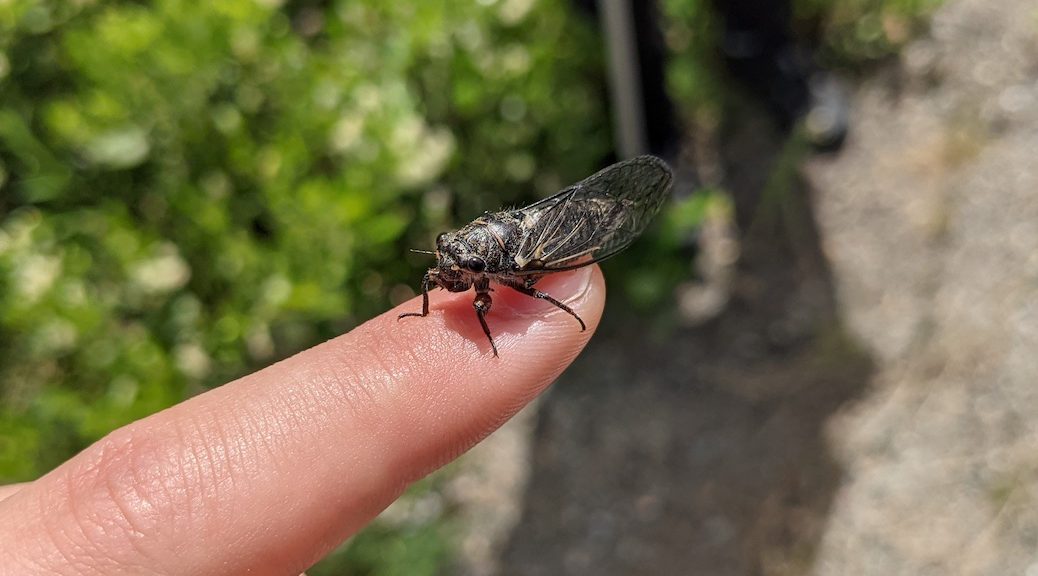A Cicada sits perched on someones finger