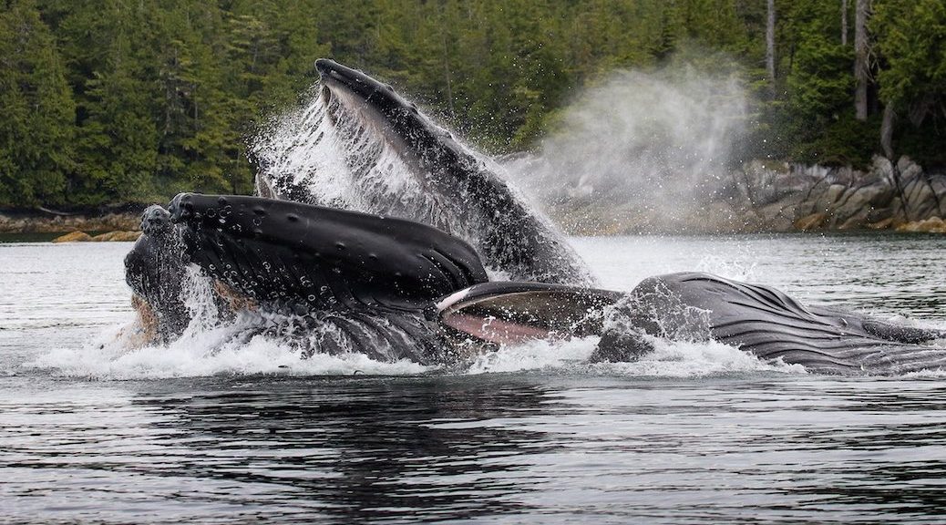 Humpback whales surfacing off the shore