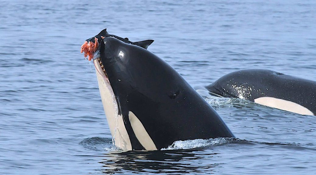 An orca chewing on a large salmon rises its hea up out of the water