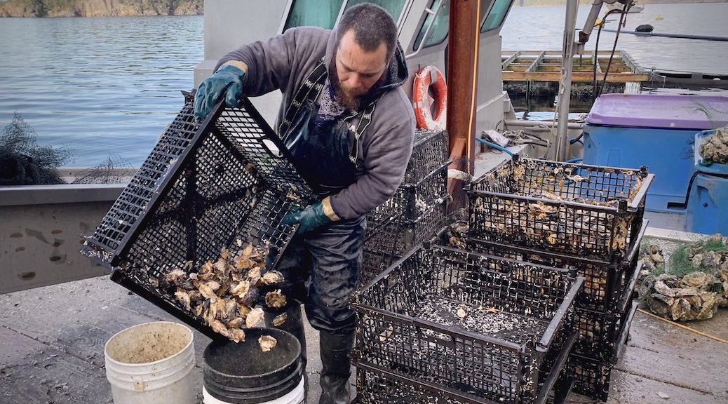 A Shellfish worker pours oysters from a tray into a bucket