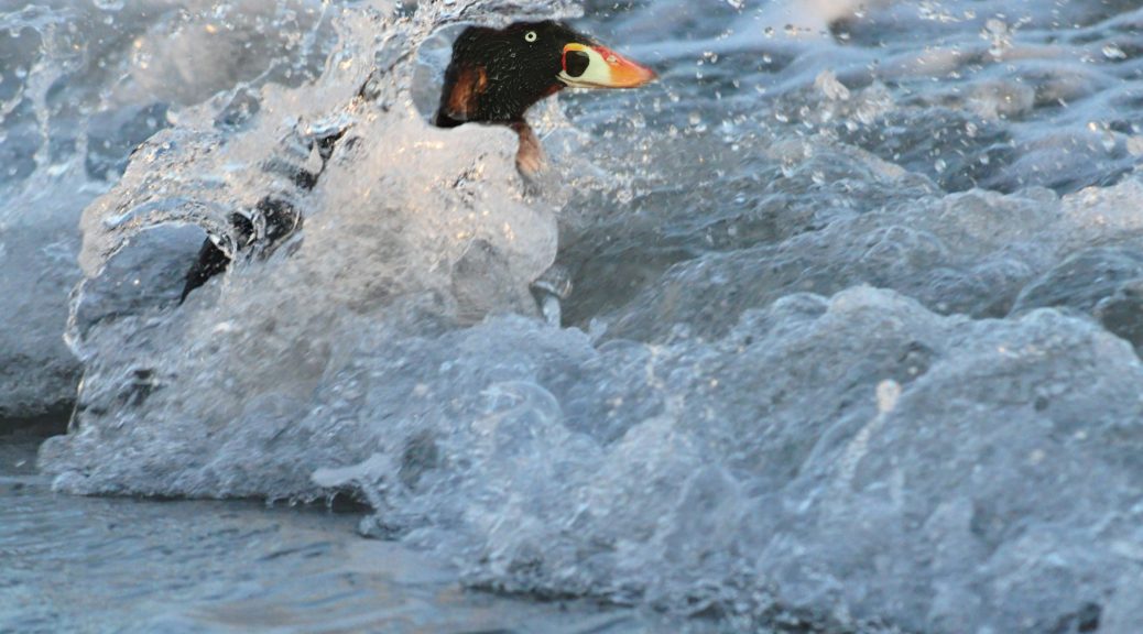 A Surf scoter heading into the surf