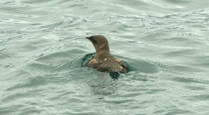 A Marbled Murrelet swimming in green water