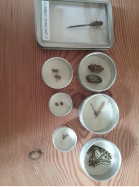 Eight containers, of various sizes, with bugs in them