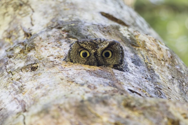 Head of a tiny Western Screech Owl peers out from its cavity and down a tree trunk towards the viewer