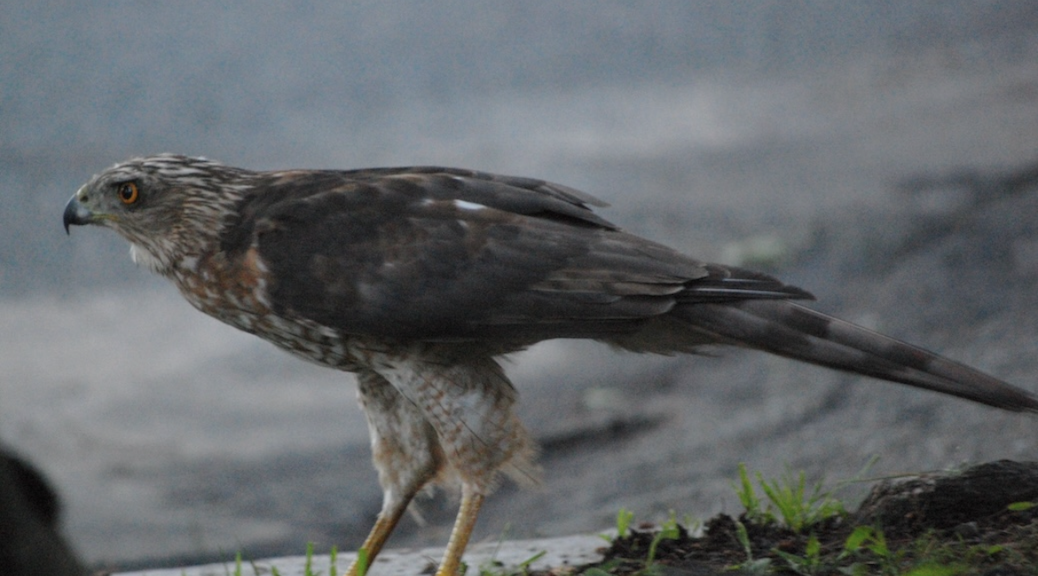A Northern Goshawk standing on the shore