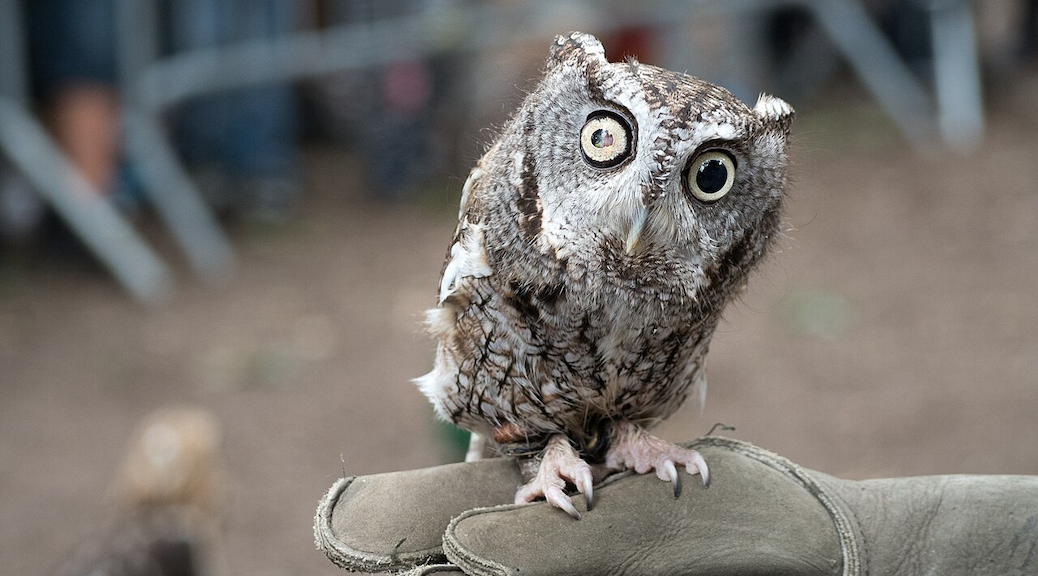 Screech owl on a gloved hand