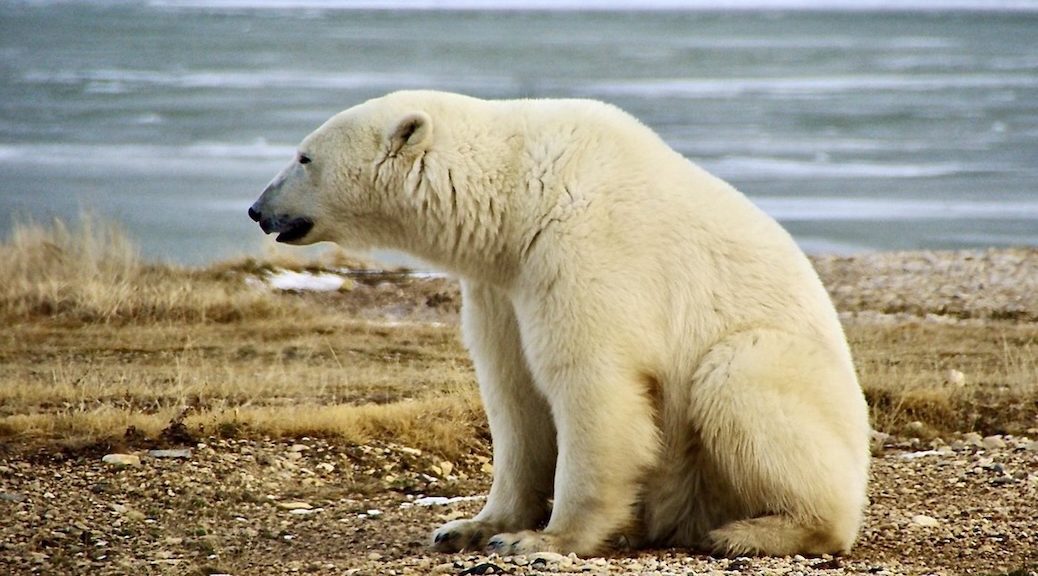 Polar bear sitting on land