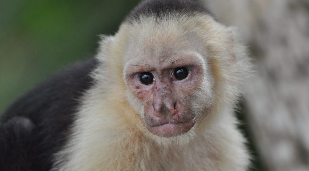 Frowning face of a Capuchin moneky