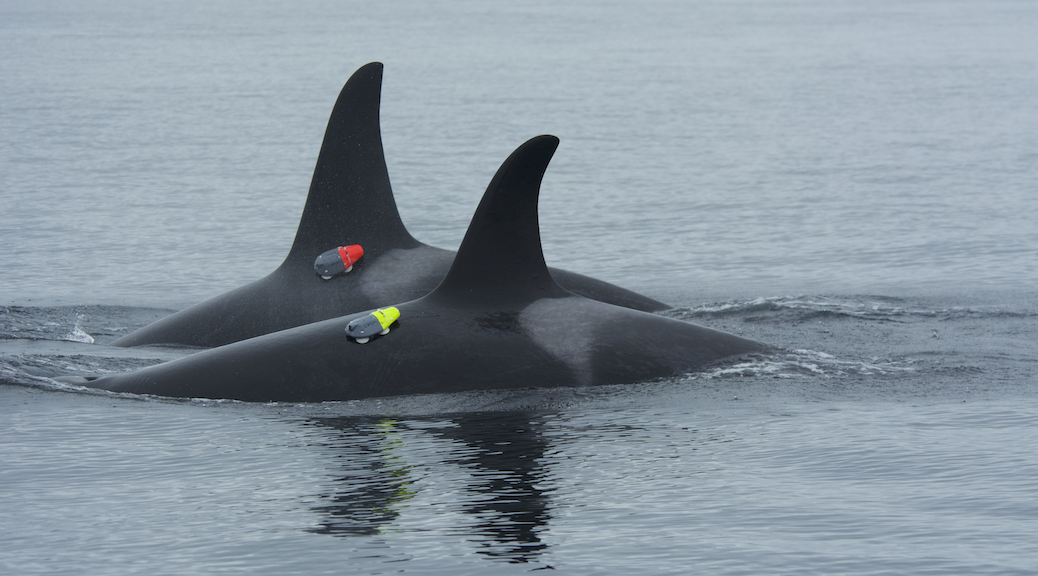 Two tagged killer whales swim on the surface