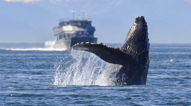 Humpback whale breaching on front of an approaching vessel