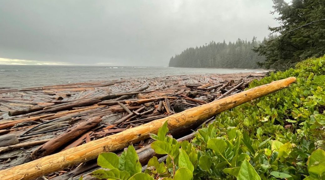 driftwood son an ocean shore