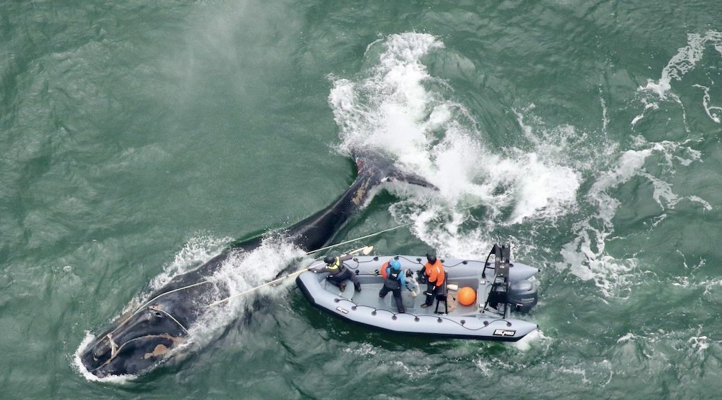 A US rescue team attempted to free Division — a juvenile endangered right whale dies entangled in fishing gear