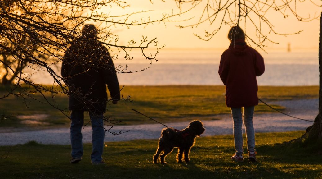 Two seniors with their dog, overlooking a grassy field and the ocean be ond, at sunset,