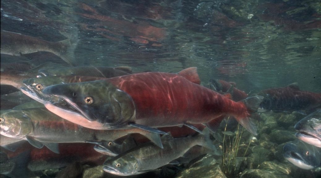 Mature Sockeye salmon swimming in shallow waters, with a gravel bed below