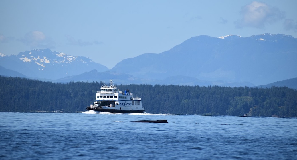 ferry approaching a humpback whale - coastal mountains in the background