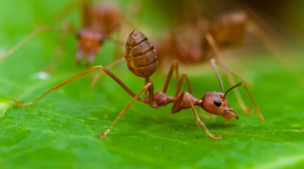 Weaver ant on a leaf