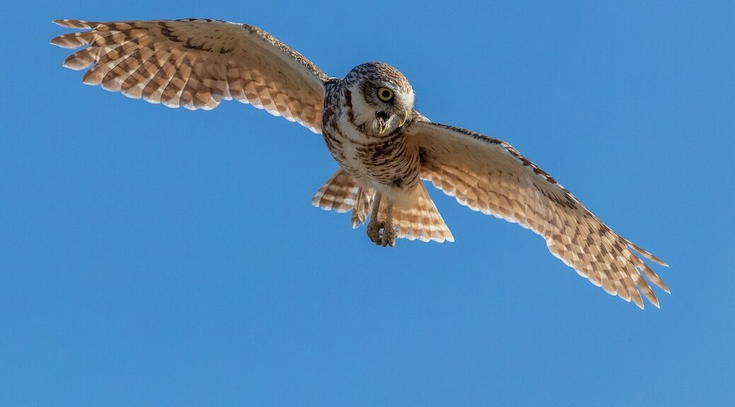 A Burrowing Owl cirling in the air as it cries out