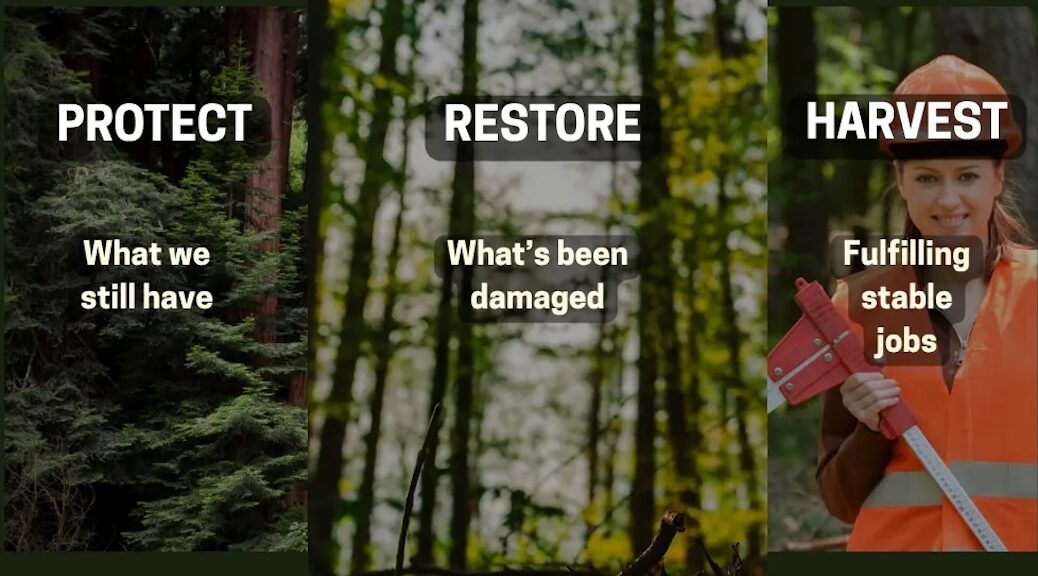 Three views of a forest: a flourishing green canopy, sparsely populated remnants and a woman in a hardhat woth a scaling device with the words protect, restore, harvest