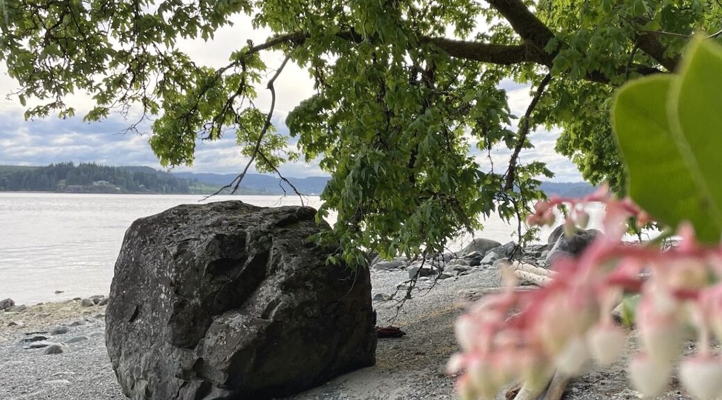 a low-tide walk north of Walcan with lush big leaf maples,