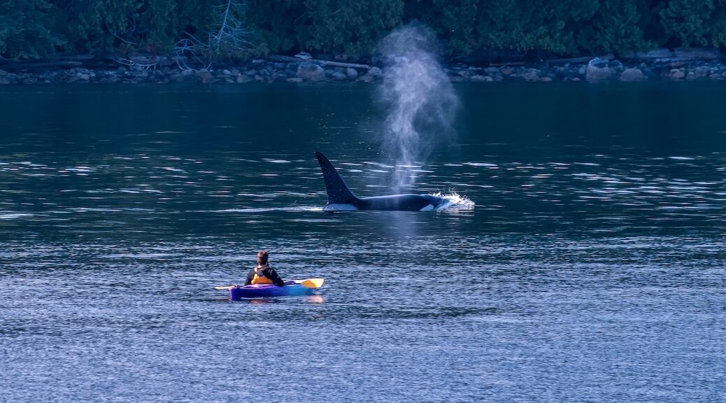A kayak stops as a killer whale swims past