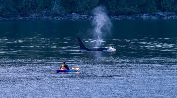 A kayak stops as a killer whale swims past