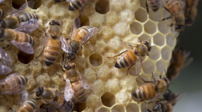 Democracy in action - a Bee hive
