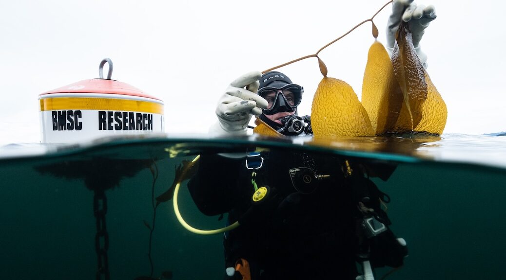 Diver has surfaced and is holding up a string of kelp