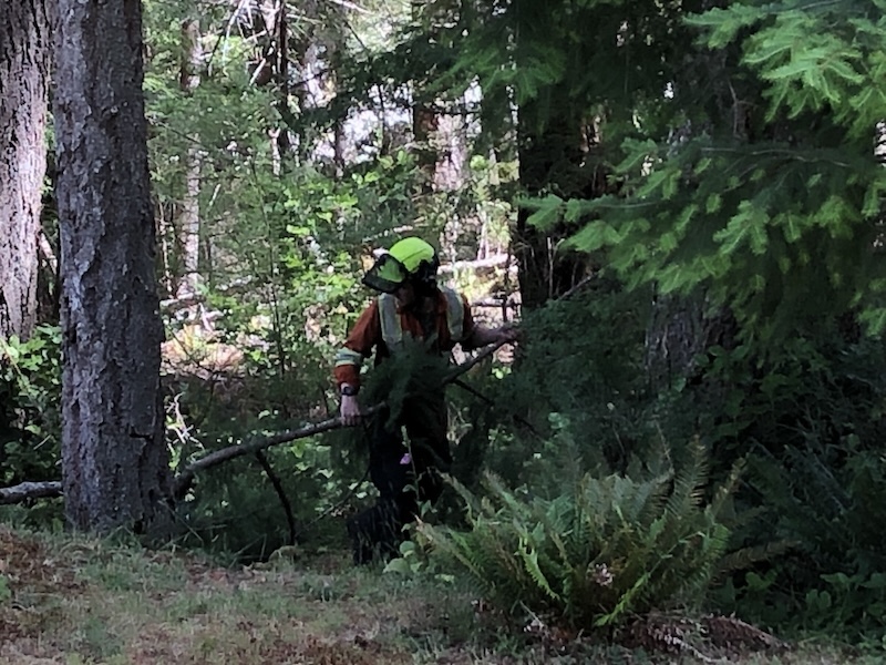 One of the Precision Tree Service crew, employed by BC Hydro, cleaning up