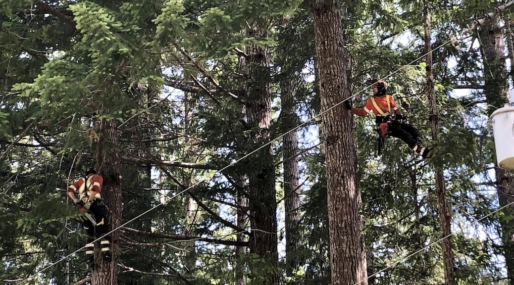 A Precision Tree Service crew limbing trees for BC Hydro