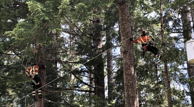 A Precision Tree Service crew limbing trees for BC Hydro