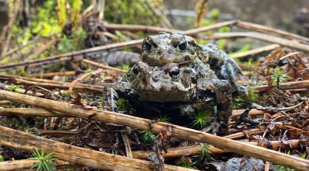 Western Toads