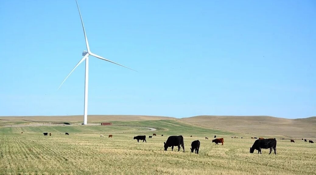 Cattle grazing in front of wind turbines