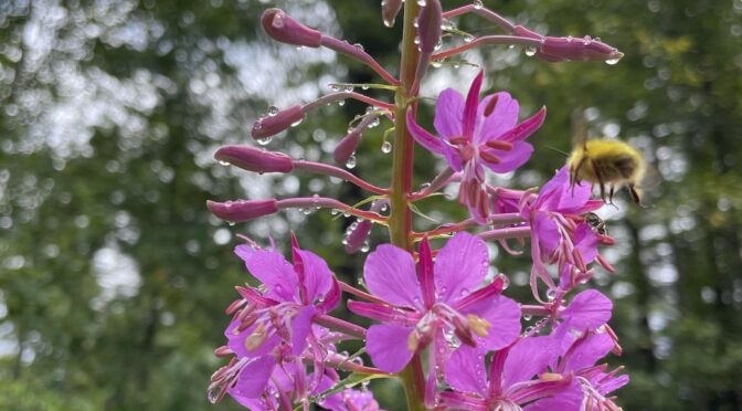 fireweed and bumbler